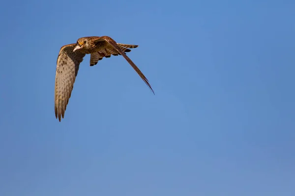 Falcão Voador Com Sua Caça Pássaro Menos Kestrel Falco Naumanni — Fotografia de Stock