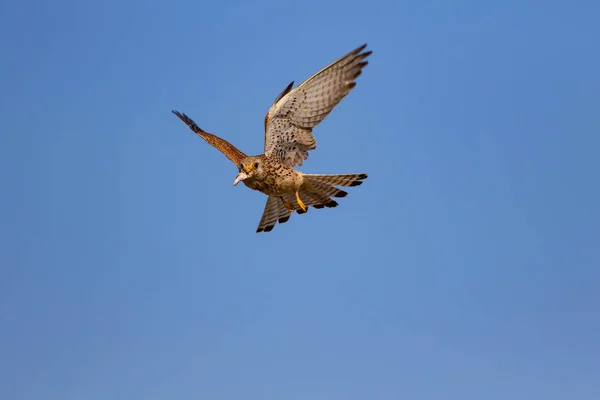 Halcón Volador Con Caza Bird Lesser Kestrel Falco Naumanni Fondo — Foto de Stock