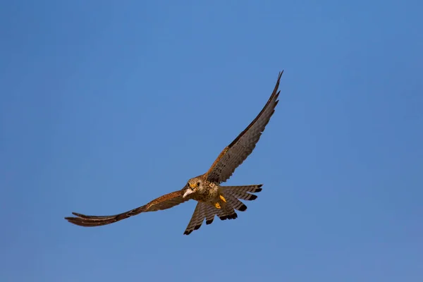 Fliegender Falke Mit Seiner Jagd Vogel Turmfalke Falco Naumanni Blauer — Stockfoto