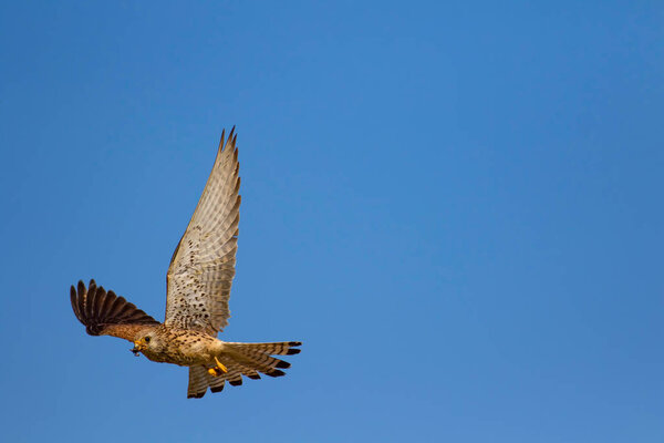 Летящий сокол с охотой. Лессер Кестрел. Falco nauhabi. Голубой фон неба
.