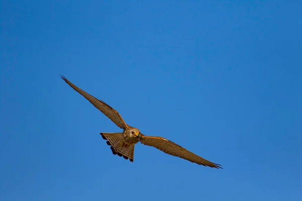Vliegende Valk Met Zijn Jacht Vogel Kleine Torenvalk Falco Naumanni — Stockfoto