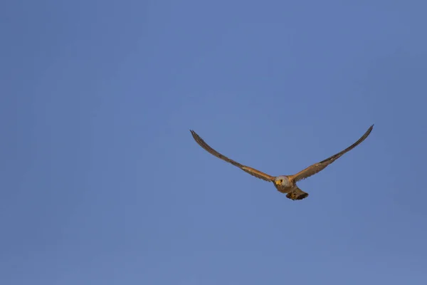 Vliegende Valk Met Zijn Jacht Vogel Kleine Torenvalk Falco Naumanni — Stockfoto