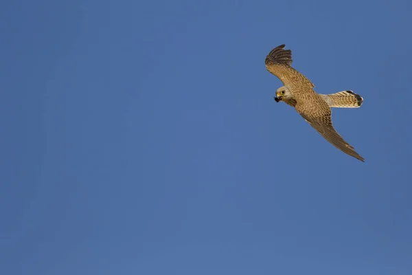 Fliegender Falke Mit Seiner Jagd Vogel Turmfalke Falco Naumanni Blauer — Stockfoto