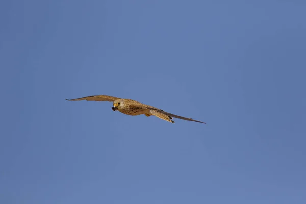 Flygande Falk Med Sin Jakt Fågel Lesser Kestrel Falco Naumanni — Stockfoto