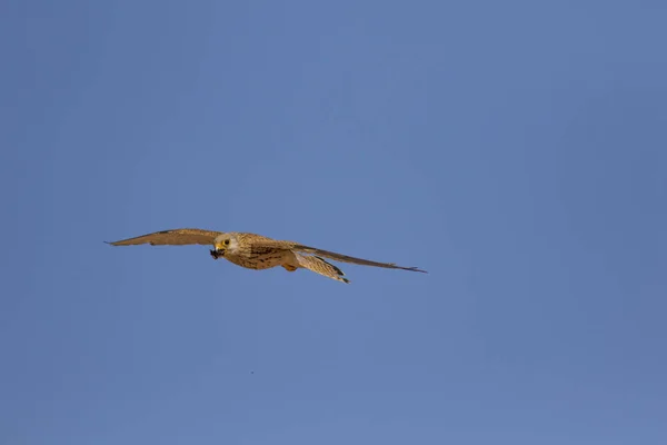 Flying falcon with its hunt. Bird: Lesser Kestrel. Falco naumanni. Blue sky background.