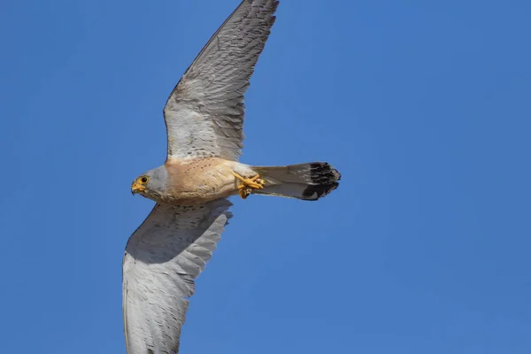 Flying Falcon Its Hunt Bird Lesser Kestrel Falco Naumanni Blue — Stock Photo, Image