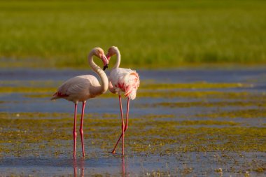 Flamingo ve doğa yaşam alanı. Açık kanatlar. Mavi yeşil doğa arka plan. Kuş: Büyük Flamingo. Fenikekopterus roseus.