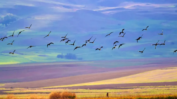 Flying birds. Colorful nature background. Birds: Glossy Ibis. Plegadis falcinellus.