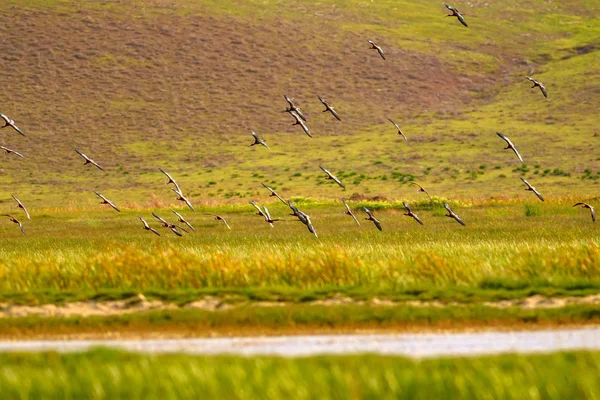 Fliegende Vögel Farbenfrohe Natur Hintergrund Vögel Glänzende Ibis Plegadis Falcinellus — Stockfoto