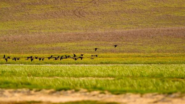 飛ぶ鳥カラフルな自然の背景 光沢のあるイビス プレガディス ファルシネルス — ストック写真