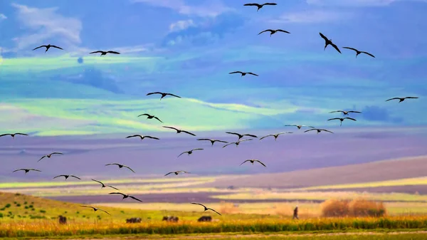 Fliegende Vögel Farbenfrohe Natur Hintergrund Vögel Glänzende Ibis Plegadis Falcinellus — Stockfoto