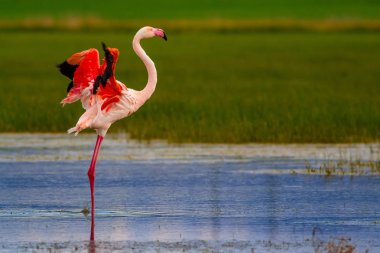 Flamingo ve doğa yaşam alanı. Mavi yeşil doğa arka plan. Kuş: Büyük Flamingo. Fenikekopterus roseus.