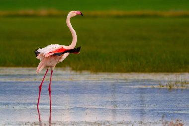 Flamingo ve doğa yaşam alanı. Mavi yeşil doğa arka plan. Kuş: Büyük Flamingo. Fenikekopterus roseus.