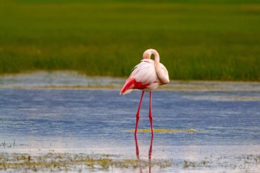 Flamingo ve doğa yaşam alanı. Mavi yeşil doğa arka plan. Kuş: Büyük Flamingo. Fenikekopterus roseus.