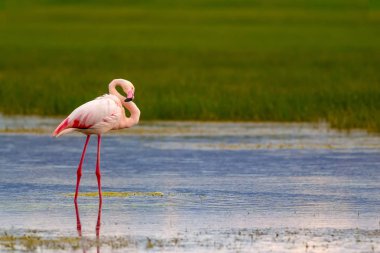 Flamingo ve doğa yaşam alanı. Mavi yeşil doğa arka plan. Kuş: Büyük Flamingo. Fenikekopterus roseus.