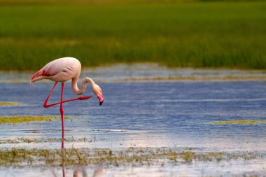 Flamingo ve doğa yaşam alanı. Mavi yeşil doğa arka plan. Kuş: Büyük Flamingo. Fenikekopterus roseus.