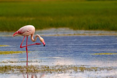 Flamingo ve doğa yaşam alanı. Mavi yeşil doğa arka plan. Kuş: Büyük Flamingo. Fenikekopterus roseus.