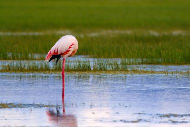 Flamingo ve doğa yaşam alanı. Mavi yeşil doğa arka plan. Kuş: Büyük Flamingo. Fenikekopterus roseus.