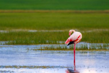 Flamingo ve doğa yaşam alanı. Mavi yeşil doğa arka plan. Kuş: Büyük Flamingo. Fenikekopterus roseus.