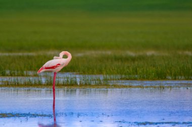 Flamingo ve doğa yaşam alanı. Mavi yeşil doğa arka plan. Kuş: Büyük Flamingo. Fenikekopterus roseus.