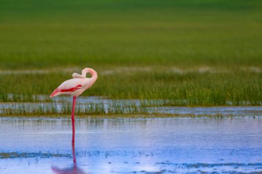 Flamingo ve doğa yaşam alanı. Mavi yeşil doğa arka plan. Kuş: Büyük Flamingo. Fenikekopterus roseus.