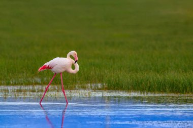 Flamingo ve doğa yaşam alanı. Mavi yeşil doğa arka plan. Kuş: Büyük Flamingo. Fenikekopterus roseus.