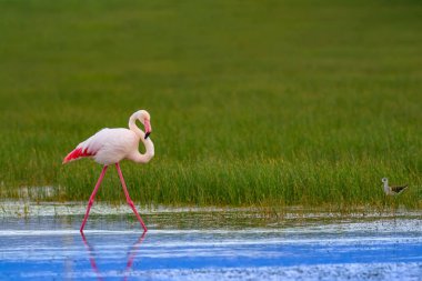 Flamingo ve doğa yaşam alanı. Mavi yeşil doğa arka plan. Kuş: Büyük Flamingo. Fenikekopterus roseus.