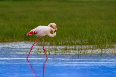 Flamingo ve doğa yaşam alanı. Mavi yeşil doğa arka plan. Kuş: Büyük Flamingo. Fenikekopterus roseus.