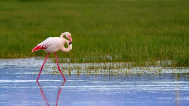 Flamingo ve doğa yaşam alanı. Mavi yeşil doğa arka plan. Kuş: Büyük Flamingo. Fenikekopterus roseus.