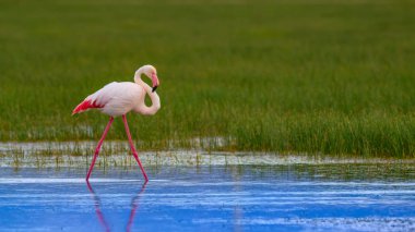 Flamingo ve doğa yaşam alanı. Mavi yeşil doğa arka plan. Kuş: Büyük Flamingo. Fenikekopterus roseus.