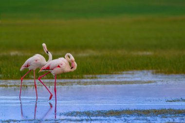 Flamingo ve doğa yaşam alanı. Mavi yeşil doğa arka plan. Kuş: Büyük Flamingo. Fenikekopterus roseus.