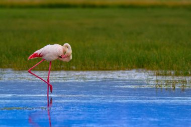 Flamingo ve doğa yaşam alanı. Mavi yeşil doğa arka plan. Kuş: Büyük Flamingo. Fenikekopterus roseus.