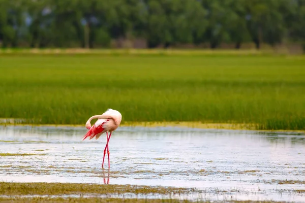 Flamingo Und Lebensraum Natur Blaugrüner Natur Hintergrund Vogel Großer Flamingo — Stockfoto
