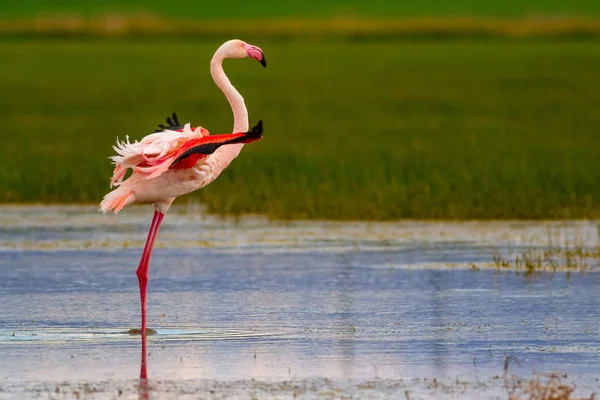 Flamingo Und Lebensraum Natur Blaugrüner Natur Hintergrund Vogel Großer Flamingo — Stockfoto