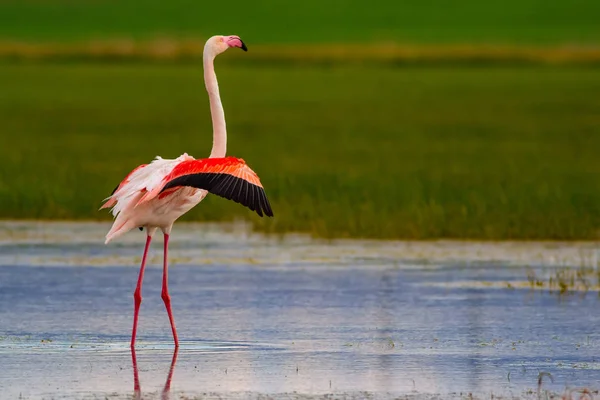 Flamenco Hábitat Natural Fondo Verde Azul Naturaleza Bird Greater Flamingo — Foto de Stock