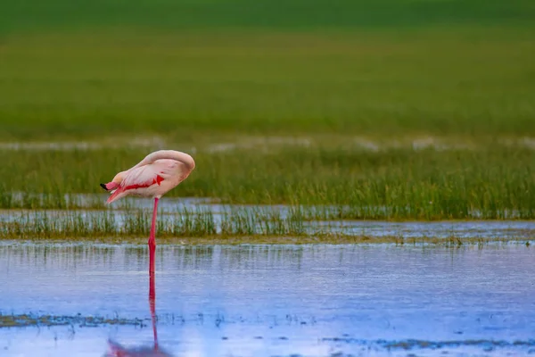 Flamingo Nature Habitat Blue Green Nature Background Bird Greater Flamingo — Stock Photo, Image