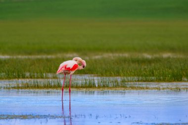 Flamingo ve doğa yaşam alanı. Mavi yeşil doğa arka plan. Kuş: Büyük Flamingo. Fenikekopterus roseus.