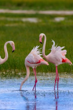 Flamingo and nature habitat. Blue green nature background. Bird: Greater Flamingo. Phoenicopterus roseus. clipart