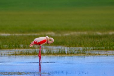 Flamingo ve doğa yaşam alanı. Mavi yeşil doğa arka plan. Kuş: Büyük Flamingo. Fenikekopterus roseus.