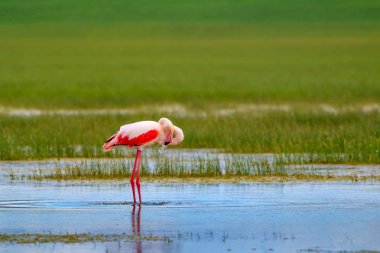 Flamingo ve doğa yaşam alanı. Mavi yeşil doğa arka plan. Kuş: Büyük Flamingo. Fenikekopterus roseus.