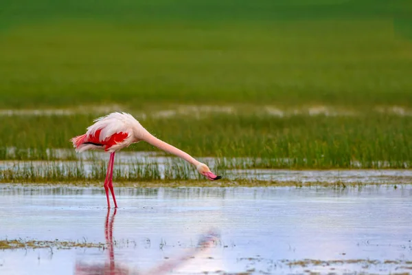 Фламинго Природная Среда Обитания Сине Зеленый Фон Природы Большой Фламинго — стоковое фото