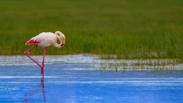 Flamingo ve doğa yaşam alanı. Mavi yeşil doğa arka plan. Kuş: Büyük Flamingo. Fenikekopterus roseus.