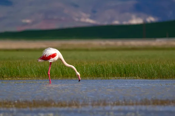 Flamenco Hábitat Natural Fondo Verde Azul Naturaleza Bird Greater Flamingo — Foto de Stock