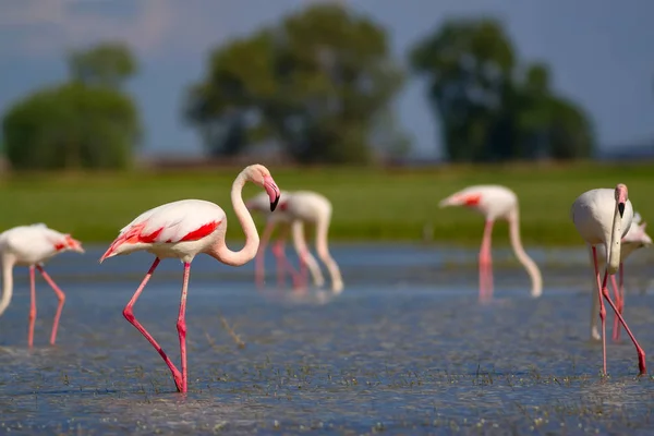 Flamingo Und Lebensraum Natur Blaugrüner Natur Hintergrund Vogel Großer Flamingo — Stockfoto