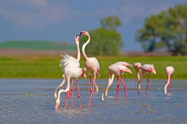 Greater Flamingo Colorful Nature Background Bird Greater Flamingo Phoenicopterus Roseus — Stock Photo, Image