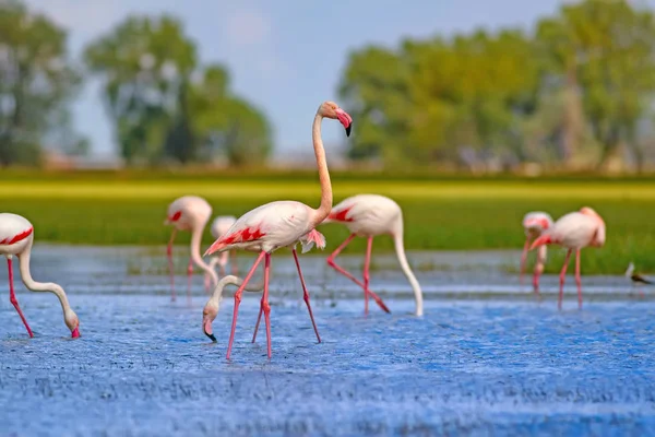 Greater Flamingo Colorful Nature Background Bird Greater Flamingo Phoenicopterus Roseus — Stock Photo, Image