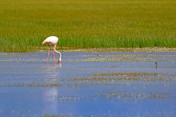 Gran Flamenco Fondo Colorido Naturaleza Bird Greater Flamingo Fenicóptero Rosado — Foto de Stock