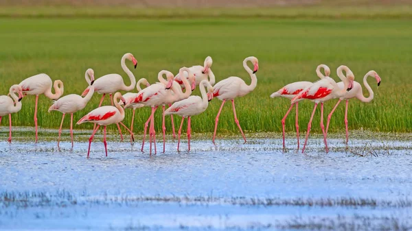 Büyük Flamingo. Renkli doğa arka plan. Büyük Flamingo. Phoenicopterus roseus.