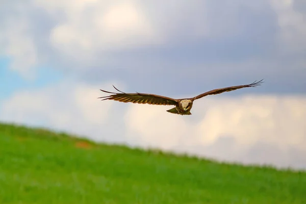 Pássaro Voador Pássaro Rapina Fundo Natureza Pássaro Western Marsh Harrier — Fotografia de Stock
