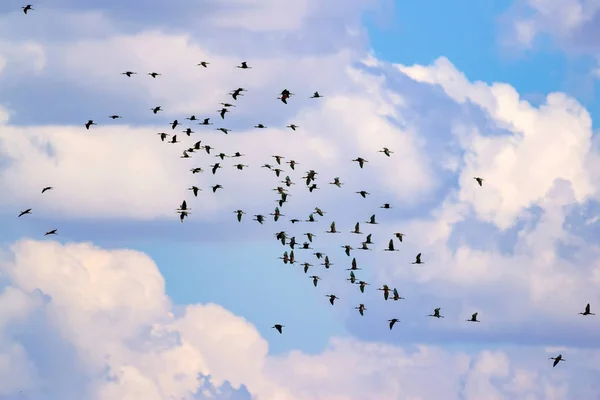 Flygande Fåglar Färgstark Natur Bakgrund Fåglar Glansigt Ibis Mer Från — Stockfoto